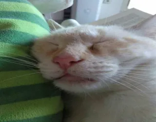 😪 chat, dormir, animal, animal de compagnie, animal domestique telegram sticker
