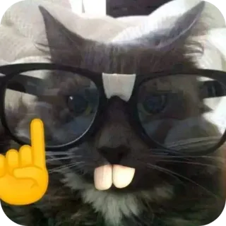 🥸 고양이, 안경, 이모지, 모욕적인 제스처, 동물, 웃긴, 밈 telegram sticker