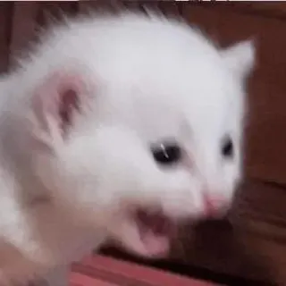 😿 007a75d8 子猫, 猫, 白, 動物, ペット, かわいい telegram sticker