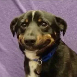 🤔 b8deeed7 hond, huisdier, dier, schattig, puppy whatsapp sticker