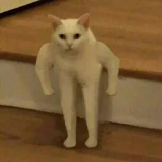 😡 a88165ef kucing, binatang, lucu, kaki, lengan, makhluk telegram sticker