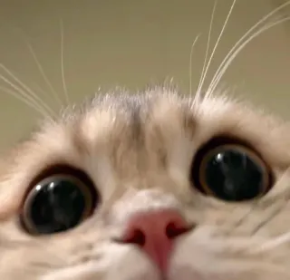 👀 1494b422 kucing, binatang, hewan peliharaan, lucu telegram sticker