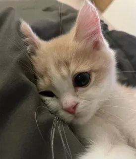 🥺 54b3d398 kucing, anak kucing, imut, hewan, hewan peliharaan, mengedipkan mata telegram sticker