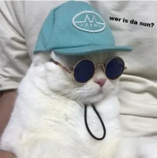 😎 899ac9fd wer is da sun? kucing, kacamata hitam, topi, binatang, lucu telegram sticker