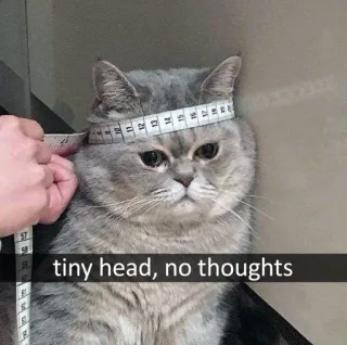 😞 d3085fd9 tiny head, no thoughts kucing, kepala kecil, tidak berpikir, binatang, meme telegram sticker