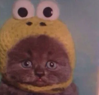 🐸 f737a711 kucing, anak kucing, topi, hewan, lucu, katak telegram sticker