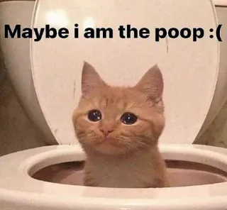 😿 fa5d6a84 Maybe i am the poop :( kucing, toilet, sedih, meme, hewan telegram sticker