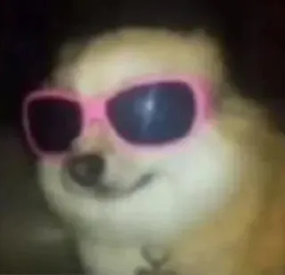 🤔 14758eb7 cane, occhiali, rosa, meme, figo whatsapp sticker