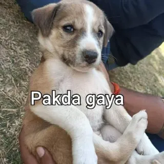 😅 2965549f Pakda gaya cucciolo, cane, animale domestico, animale, carino whatsapp sticker