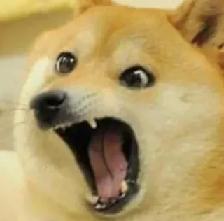 😯 40ffea02 Doge Meme, Cane, Scioccato, Urlante, Animale whatsapp sticker