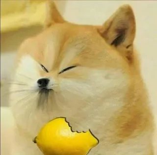 ईशान कामराs pack by @YogaWaifuBot telegram stickers