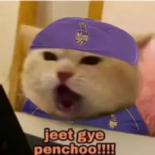 😎 558f59e3 jeet gye penchoo!!!! gatto, meme, divertente, sport, vittoria, eccitato whatsapp sticker