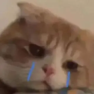 🥲 8bb02222 gatto, triste, piangendo, lacrime, meme, animale whatsapp sticker