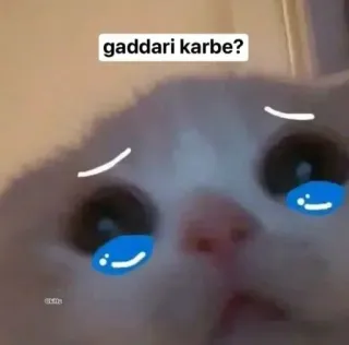 🤨 90121c7a gaddari karbe? gatto, triste, meme, piangere whatsapp sticker