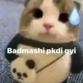❤️ 98ffa9c0 Badmashi pkdi gyi gatto, meme, carino, sudore, divertente, animale whatsapp sticker