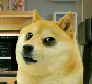 🤔 9fc62377 doge cane, meme, internet, divertente, animale whatsapp sticker