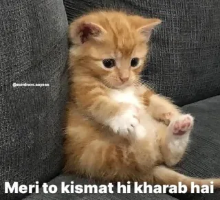 😔 a1036cd6 Meri to kismat hi kharab hai gatto, gattino, triste, arancione, animale domestico, animale whatsapp sticker
