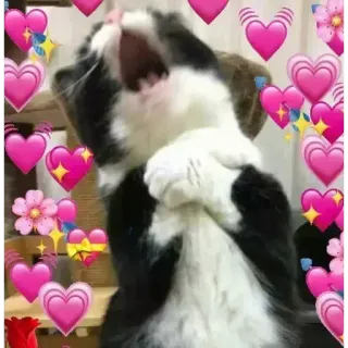 😍 f2c43d66 gatto, cuori, carino, affetto, amore, fiori whatsapp sticker
