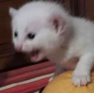 😫 6fb97811 kitten, schattig, wit, dier, gapen telegram sticker