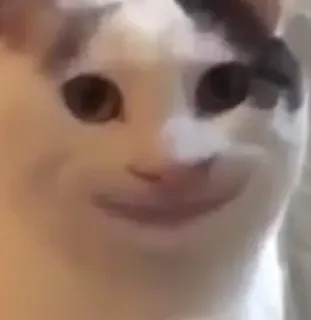 🙂 1346cc6a kot, mem, zwierzę, śmieszne telegram sticker