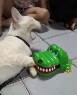 😖 1942f174 kot, zwierzę domowe, zwierzę, zabawka, krokodyl, rozrywkowy telegram sticker