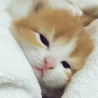 😪 21bb8a92 kot, kociak, śpiący, zwierzę, słodki telegram sticker