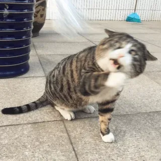 😾 351be25e kot, pręgowany, zwierzę, słodki, pielęgnacja telegram sticker