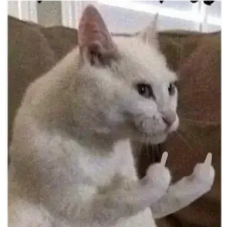 🖕 530992c9 kot, środkowy palec, obraźliwe, mem, zwierzę telegram sticker