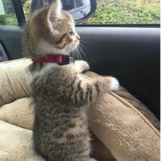 😐 571916bf kot, kociak, zwierzę, słodki, zwierzę domowe telegram sticker