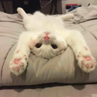 😴 746a4858 kot, biały, słodki, zwierzę, domowy telegram sticker