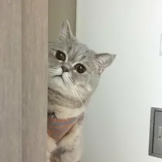 🙁 843c2f56 kot, uroczy, podglądać, szary, zwierzę telegram sticker