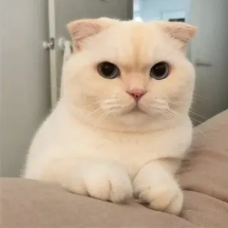 🤨 87914a33 kot, słodki, zwierzę, biały, zwierzę domowe telegram sticker