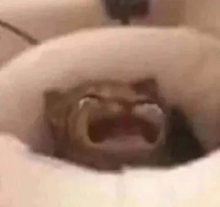 😢 91ee1dd8 kot, krzyczący, zwierzę, mem, śmieszne telegram sticker