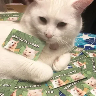 🤙 bfdcb543 @SMUDGE_LORD kot, mem, smudge_lord, biały kot telegram sticker