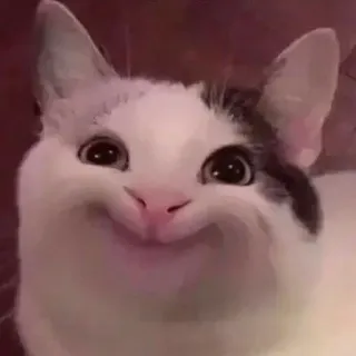 🙂 a4063674 gato, sorrindo, feliz, meme, animal telegram sticker