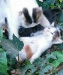 😭 61b40636 кот, котенок, животные, домашнее животное, милый telegram sticker