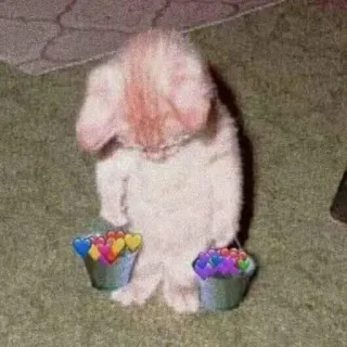 🤔 646661a7 kucing, binatang, lucu, ember, warna-warni whatsapp sticker