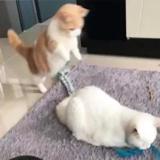 🤔 617bf821 gatos, animais, brincando, gatinho whatsapp sticker