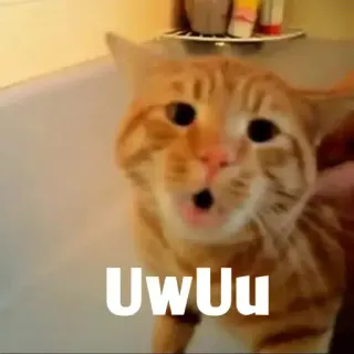 🤔 6e0eb8be UwUu gato, fofo, meme, uwu, animal, laranja whatsapp sticker