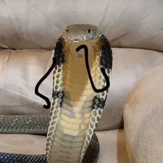 🤔 0285544b snake, cobra, animal, cartoon arms whatsapp sticker