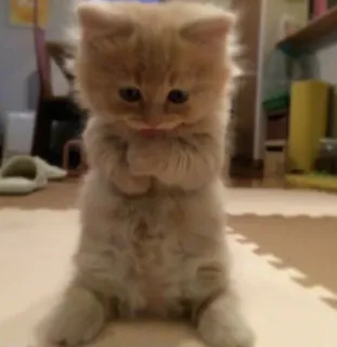 🙁 b81cbc50 cat, kitten, cute, animal, domestic, pet telegram sticker