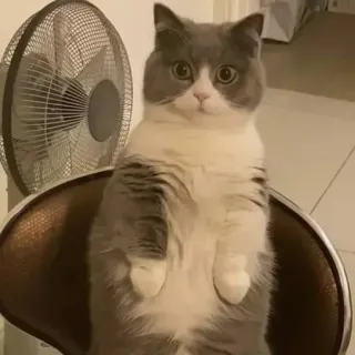 😐 2fb4883f cat, animal, cute, chair, standing telegram sticker