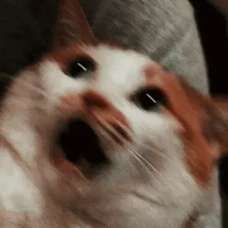 🐾 39f2aa46 cat, yelling, animal, orange, white, shocked, surprised, meme telegram sticker