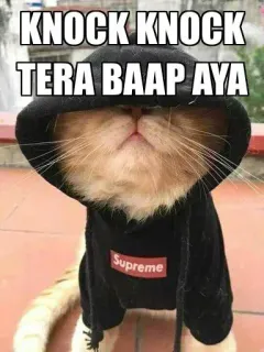 😎 5fc1fefc KNOCK KNOCK
TERA BAAP AYA cat, hoodie, supreme, meme, animal telegram sticker