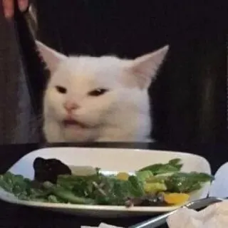 🙄 bac58576 cat, dinner, salad, meme, angry, white cat telegram sticker