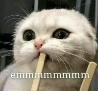 😕 f14ead85 emmmmmmmmmmm cat, meme, cute, funny, stick, eating telegram sticker