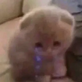 🥺 8f566a0e 猫, 悲しい, 泣く, 子猫, かわいい, 動物 telegram sticker