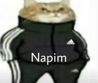 🌟 0e41cf77 Napim gato, adidas, chándal, animal, divertido telegram sticker