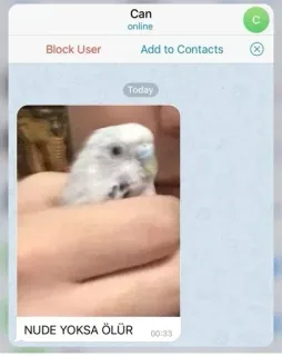 🤔 218fb40b NUDE YOKSA ÖLÜR pájaro, periquito, animal, meme telegram sticker