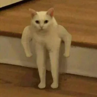 😡 31f15278 gato, animal, gracioso, de pie, humanoide, meme telegram sticker
